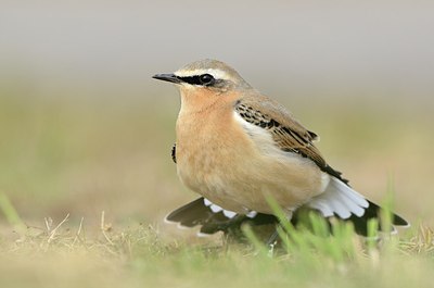 BUITEN BEELD Foto: 184691