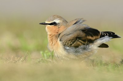 BUITEN BEELD Foto: 184694