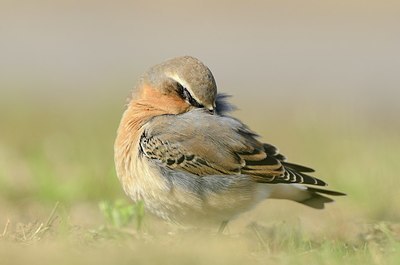 BUITEN BEELD Foto: 184695