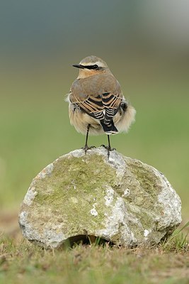 BUITEN BEELD Foto: 184707