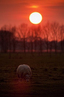 BUITEN BEELD Foto: 184713