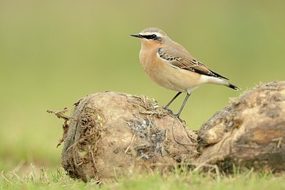 BUITEN BEELD Foto: 184717