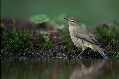 BUITEN BEELD Foto: 184720