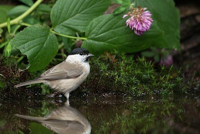 BUITEN BEELD Foto: 184721