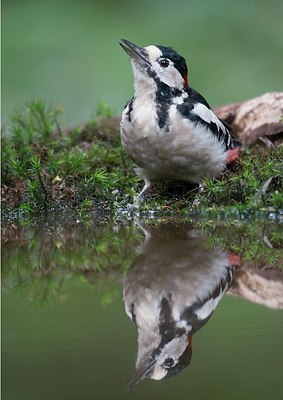 BUITEN BEELD Foto: 184722