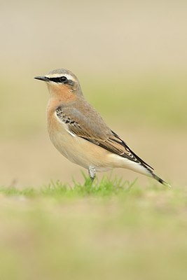 BUITEN BEELD Foto: 184728