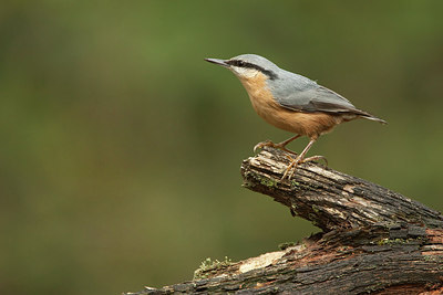 BUITEN BEELD Foto: 184740