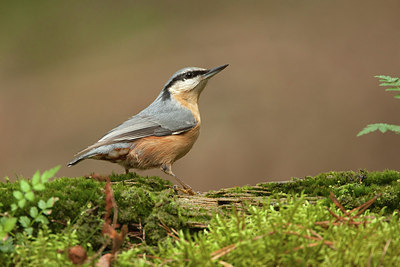 BUITEN BEELD Foto: 184745