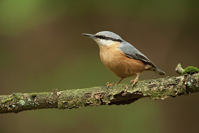 BUITEN BEELD Foto: 184754