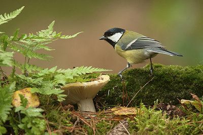 BUITEN BEELD Foto: 184755