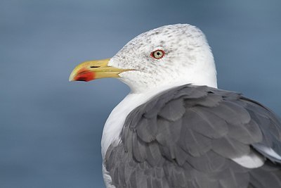 BUITEN BEELD Foto: 184770