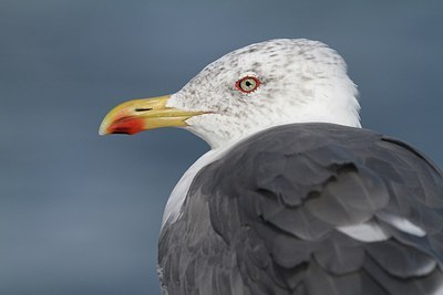 BUITEN BEELD Foto: 184772