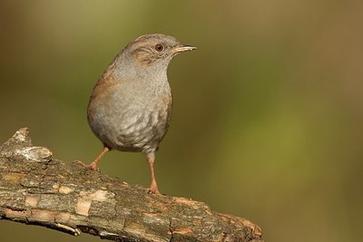 BUITEN BEELD Foto: 184805