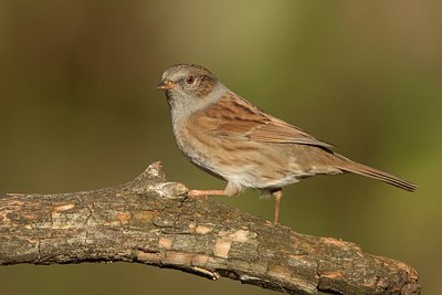 BUITEN BEELD Foto: 184806