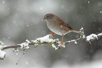 BUITEN BEELD Foto: 184808