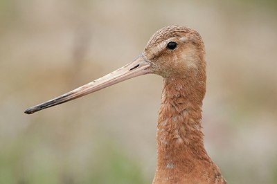 BUITEN BEELD Foto: 184840