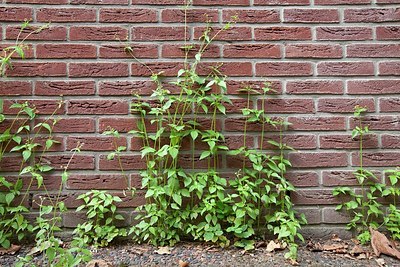 BUITEN BEELD Foto: 184847