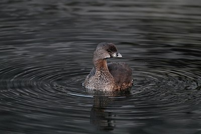 BUITEN BEELD Foto: 184851