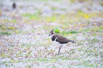 BUITEN BEELD Foto: 184863