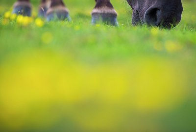 BUITEN BEELD Foto: 184865