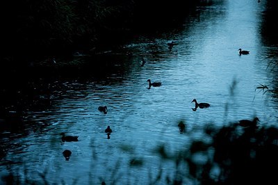 BUITEN BEELD Foto: 184868