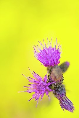BUITEN BEELD Foto: 184883