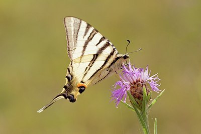 BUITEN BEELD Foto: 184915