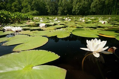 BUITEN BEELD Foto: 184971