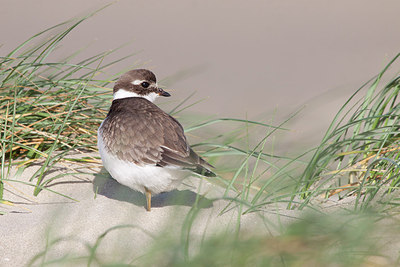 BUITEN BEELD Foto: 185011