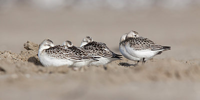 BUITEN BEELD Foto: 185025