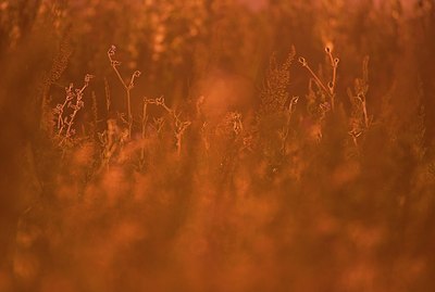 BUITEN BEELD Foto: 185047