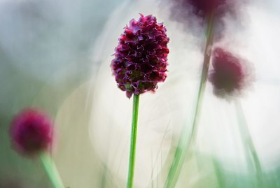 BUITEN BEELD Foto: 185072