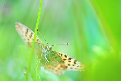 BUITEN BEELD Foto: 185224