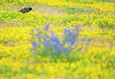 BUITEN BEELD Foto: 185229