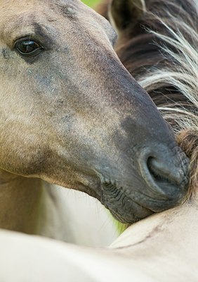 BUITEN BEELD Foto: 185236