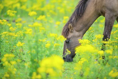 BUITEN BEELD Foto: 185246