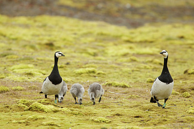 BUITEN BEELD Foto: 185265