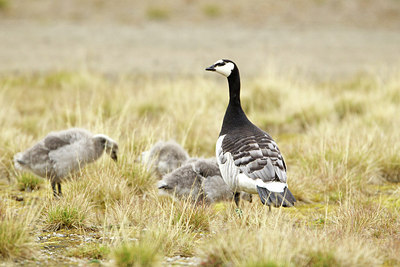 BUITEN BEELD Foto: 185267