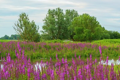 BUITEN BEELD Foto: 185310