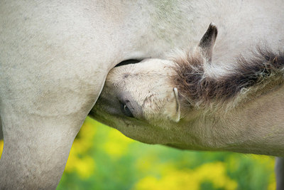 BUITEN BEELD Foto: 185314