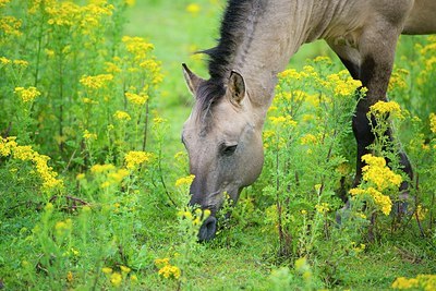 BUITEN BEELD Foto: 185324