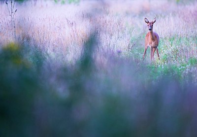 BUITEN BEELD Foto: 185328