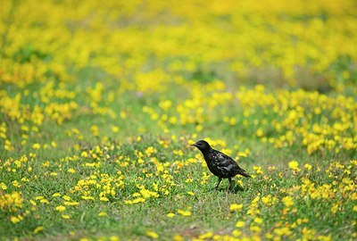 BUITEN BEELD Foto: 185329