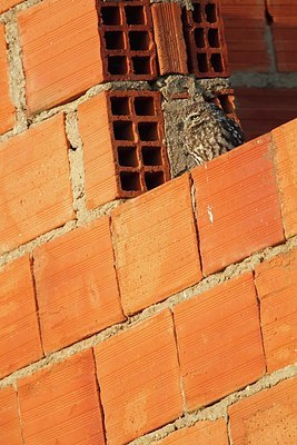 BUITEN BEELD Foto: 185332