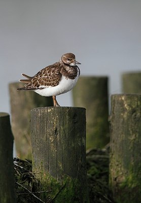 BUITEN BEELD Foto: 185339