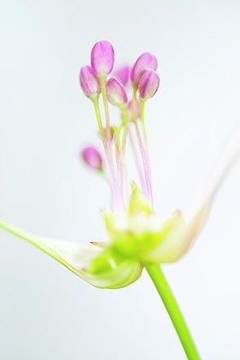 BUITEN BEELD Foto: 185351
