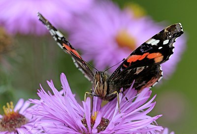 BUITEN BEELD Foto: 185386