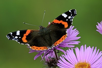 BUITEN BEELD Foto: 185388
