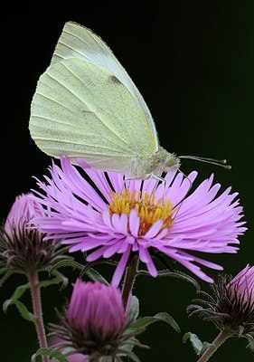 BUITEN BEELD Foto: 185396