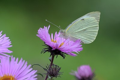 BUITEN BEELD Foto: 185397